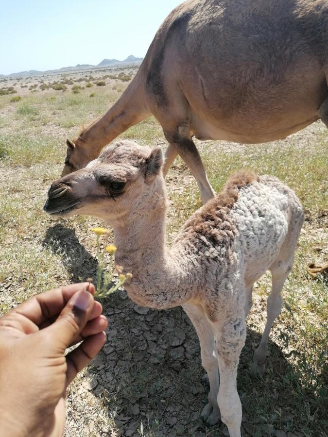 Masirah Camp 3*